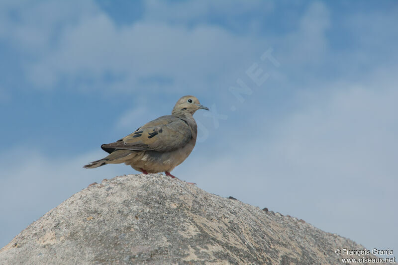 Eared Dove