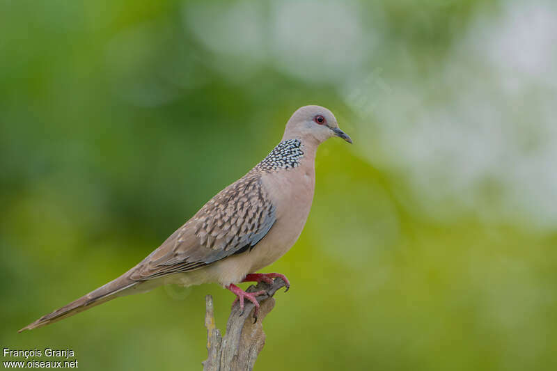 Spotted Dove, identification