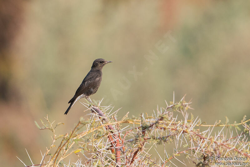 Mountain Wheatear female