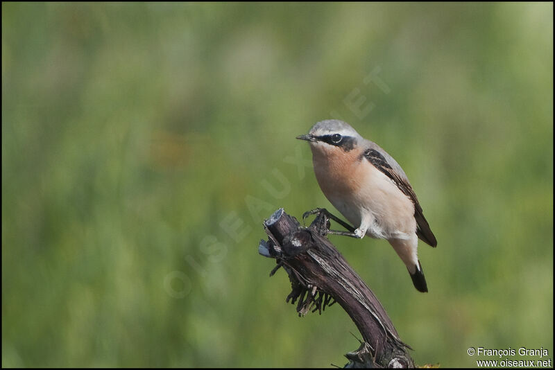 Northern Wheatearadult