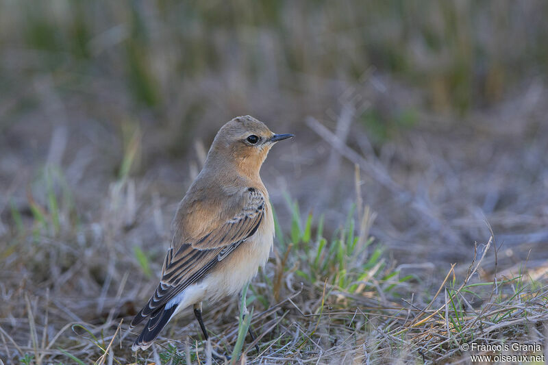 Northern Wheatear