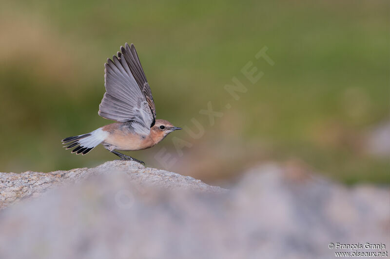 Northern Wheatear