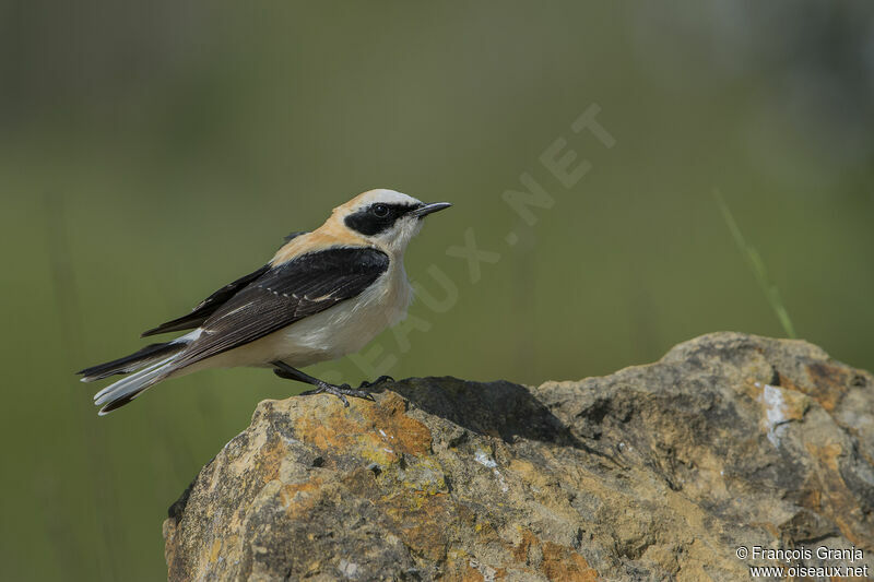 Western Black-eared Wheatear male adult breeding