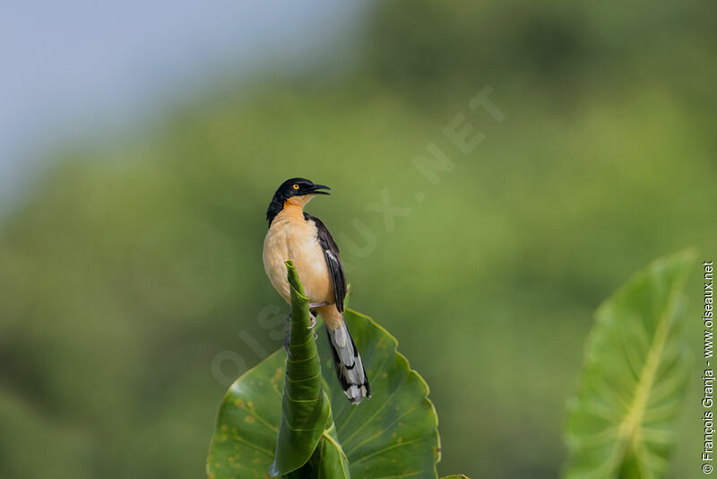 Black-capped Donacobius