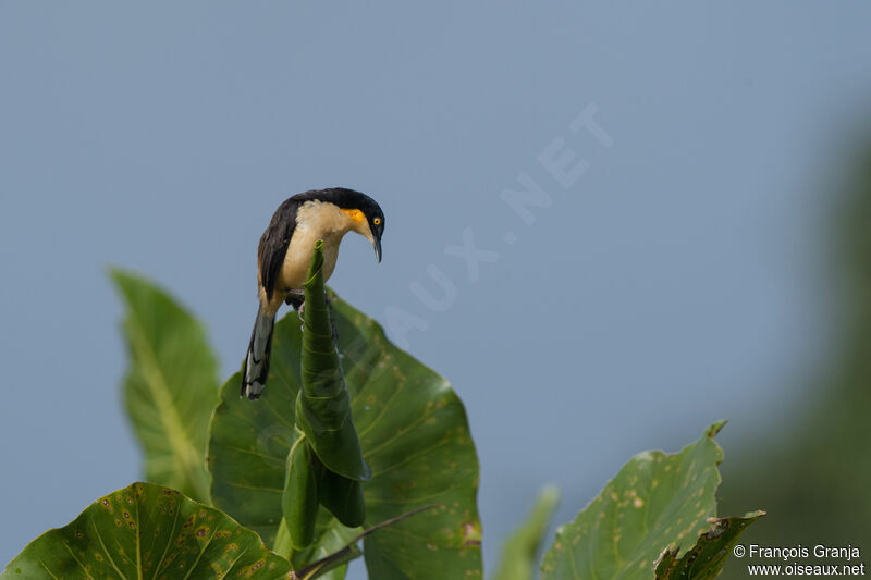 Black-capped Donacobius