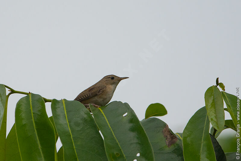 Southern House Wren