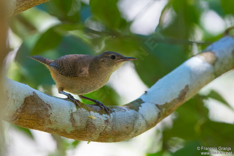 Troglodyte austral