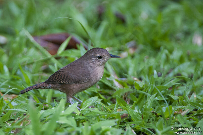 Southern House Wren