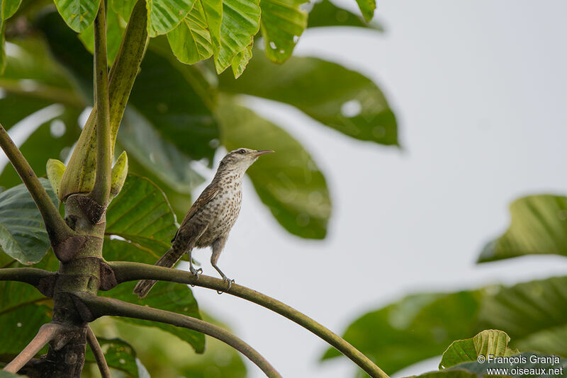 Thrush-like Wrenadult, identification