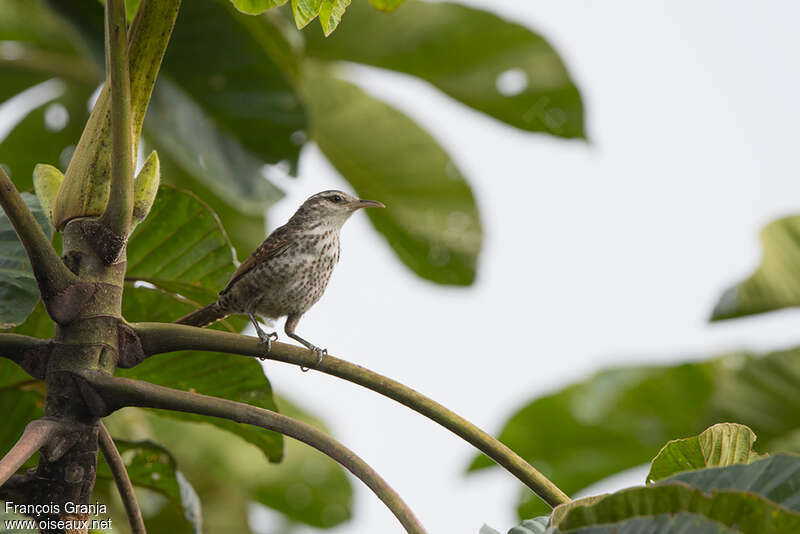 Thrush-like Wrenadult, habitat, pigmentation