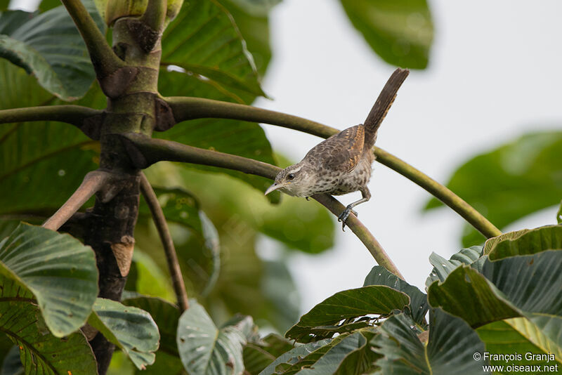 Thrush-like Wren