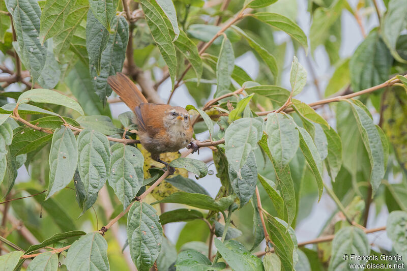 Inca Wren