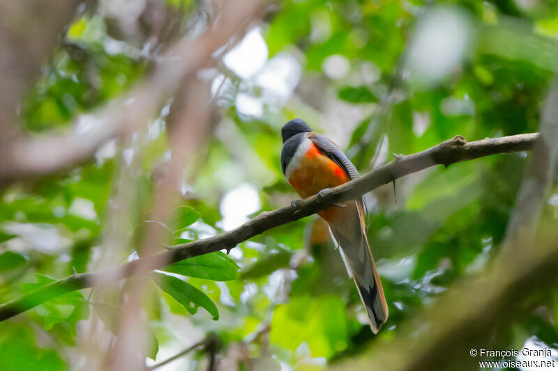 Malabar Trogonimmature