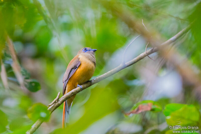 Trogon de Malabar femelle