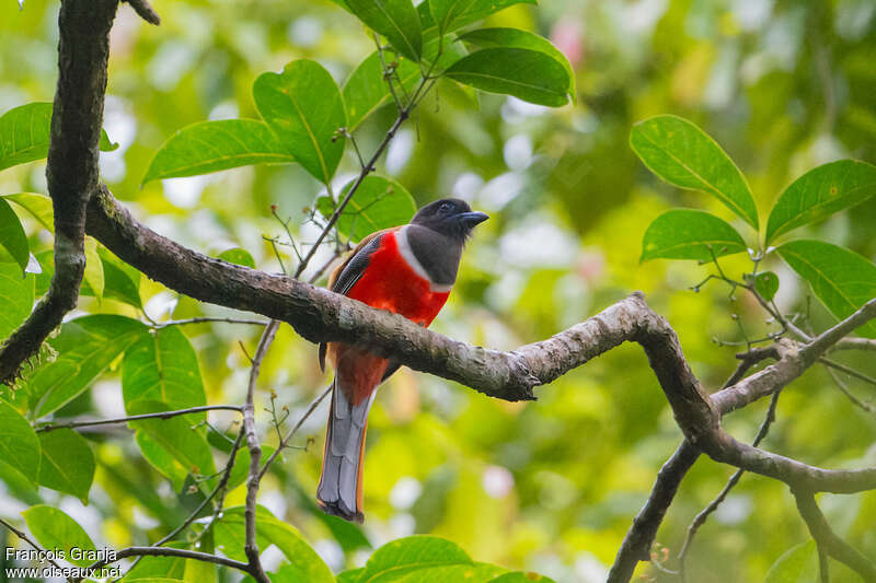 Trogon de Malabar mâle adulte, habitat