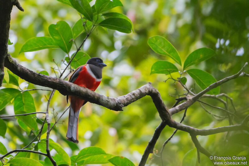 Trogon de Malabar mâle adulte