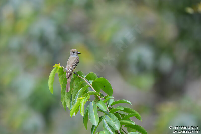 Nutting's Flycatcher