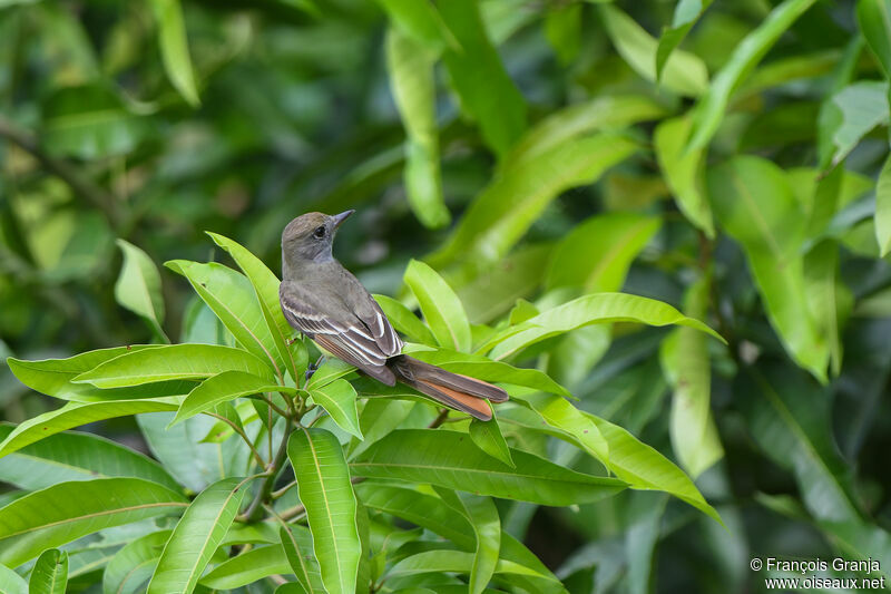 Nutting's Flycatcher