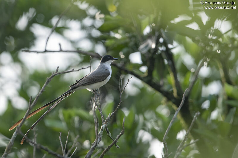 Fork-tailed Flycatcher