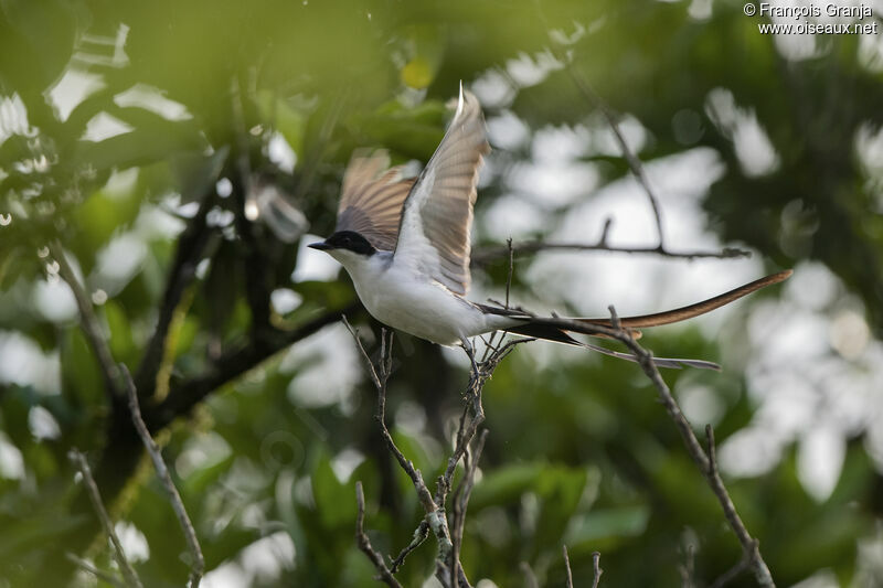 Fork-tailed Flycatcher