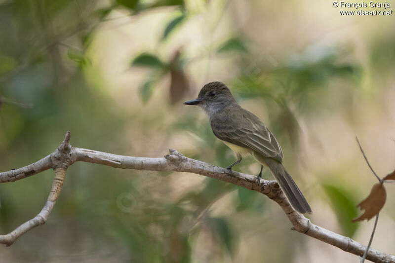 Short-crested Flycatcher