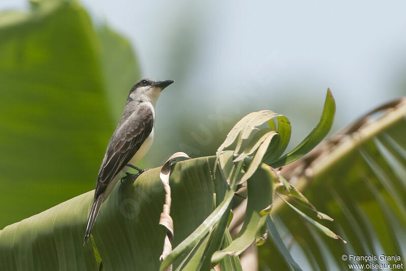 Grey Kingbirdadult