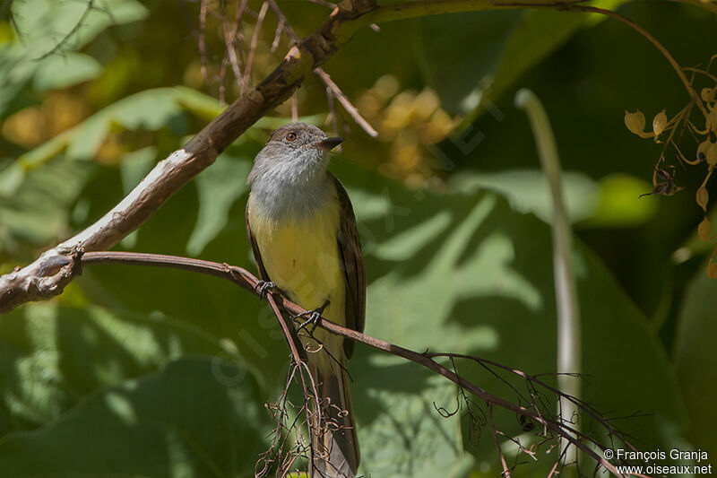 Great Crested Flycatcheradult