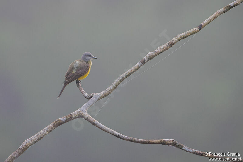 Tropical Kingbird