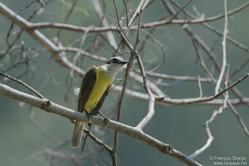 Great Kiskadee