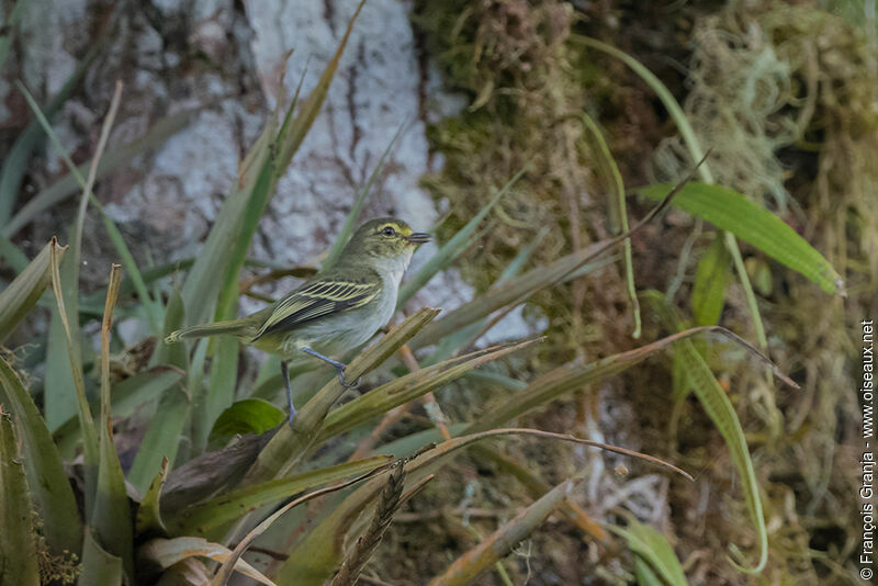 Golden-faced Tyrannuletadult, identification