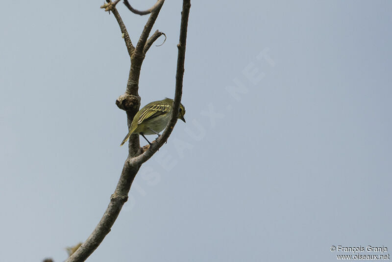 Golden-faced Tyrannulet