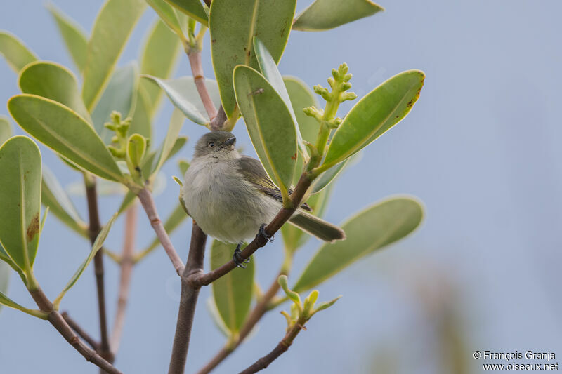 Bolivian Tyrannulet