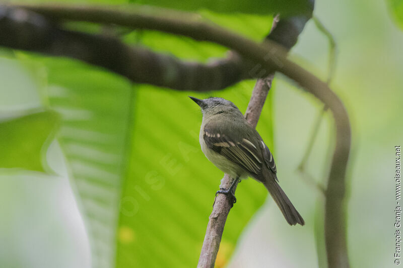 Marble-faced Bristle Tyrant