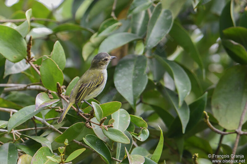 Mistletoe Tyrannulet