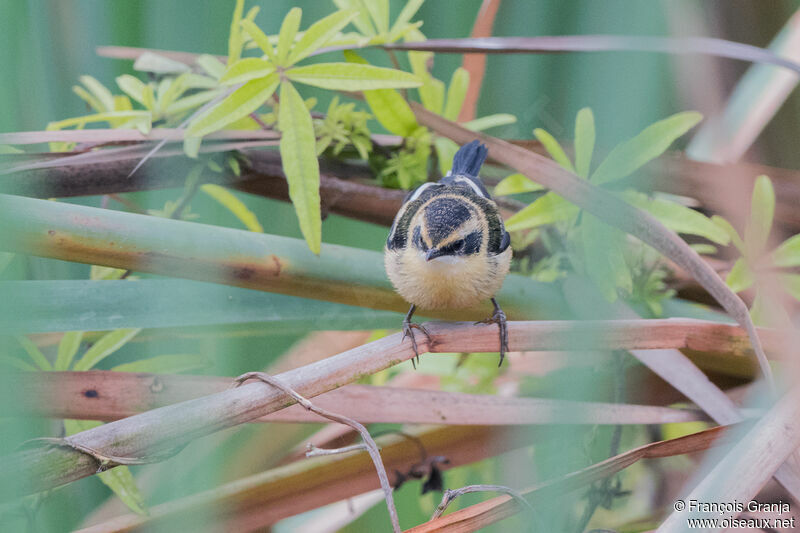 Many-colored Rush Tyrantjuvenile