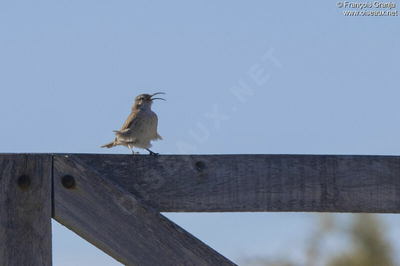 Scale-throated Earthcreeper