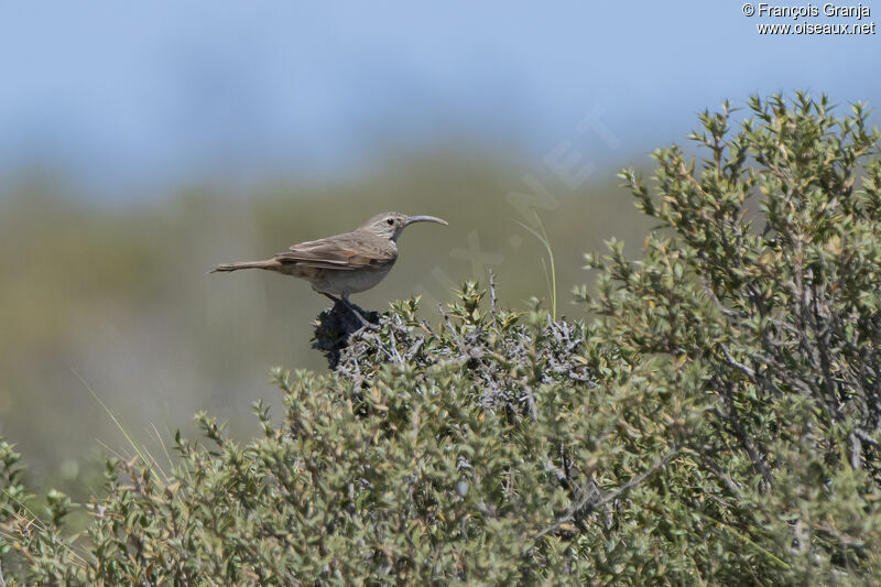 Scale-throated Earthcreeper