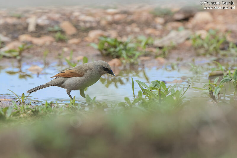 Vacher à ailes baies