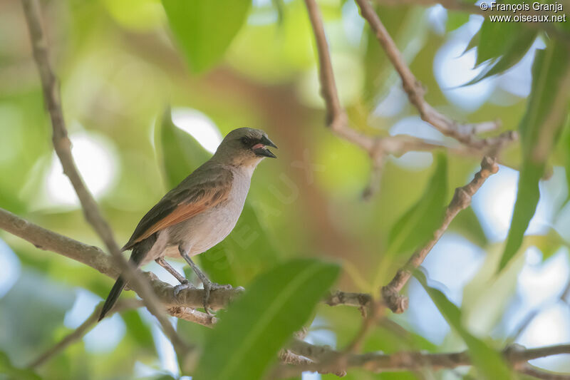 Greyish Baywing