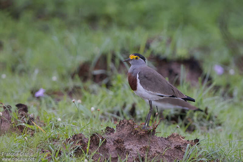 Brown-chested Lapwingadult, identification