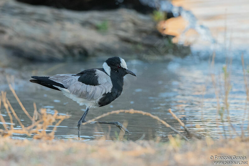 Blacksmith Lapwing