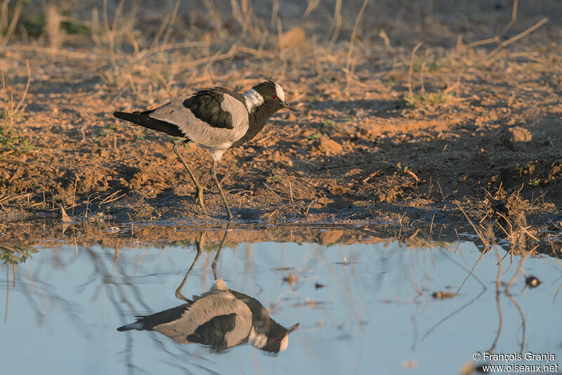 Blacksmith Lapwing