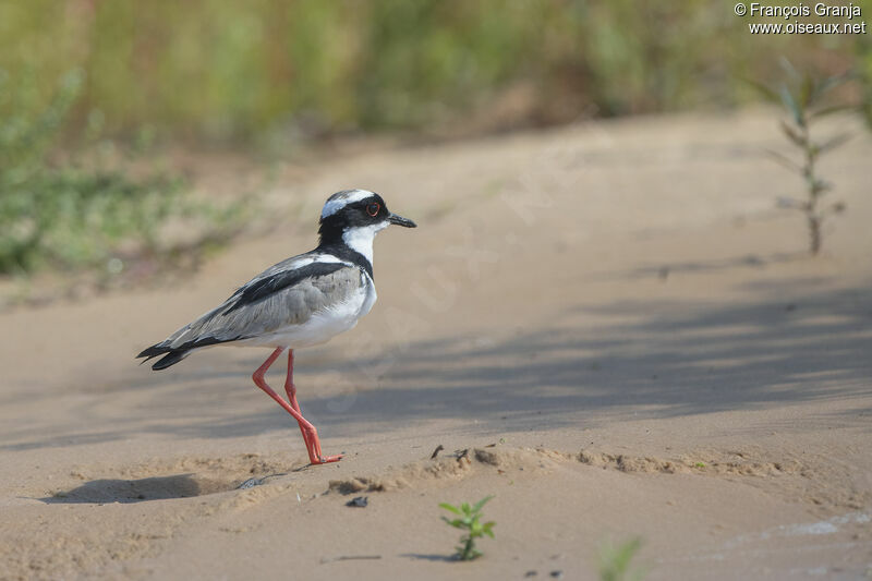 Pied Plover