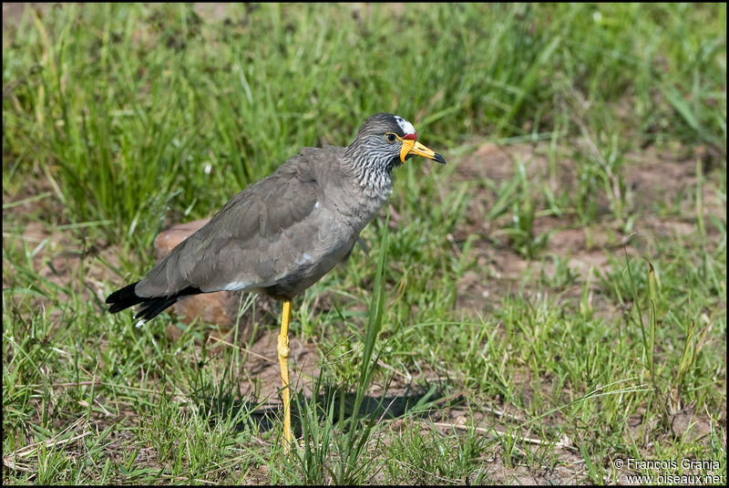 African Wattled Lapwing