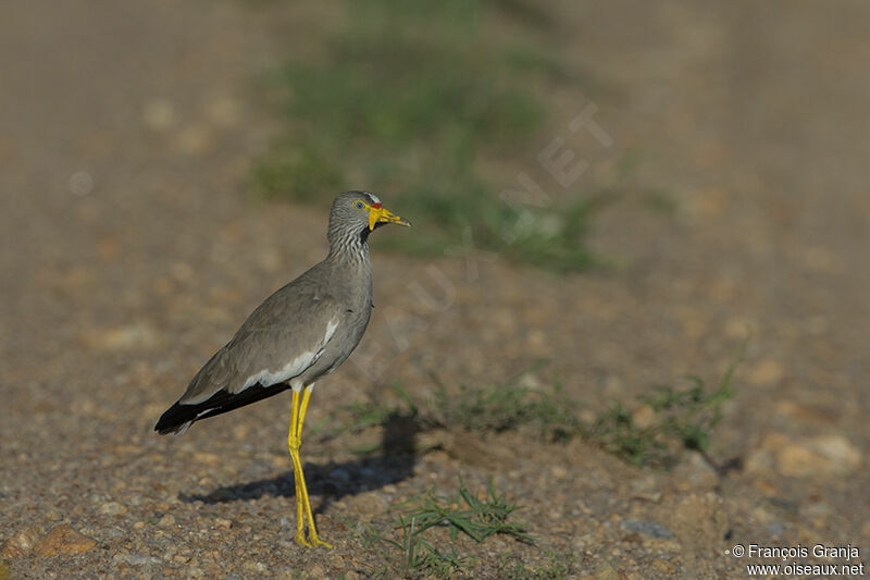 African Wattled Lapwingadult