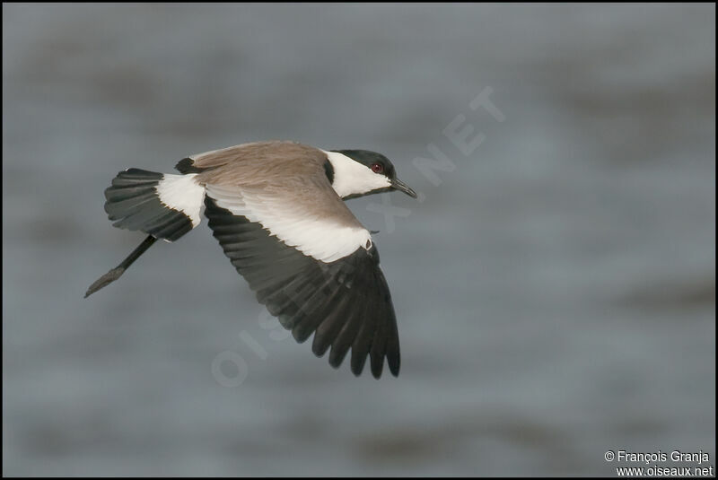 Spur-winged Lapwingadult