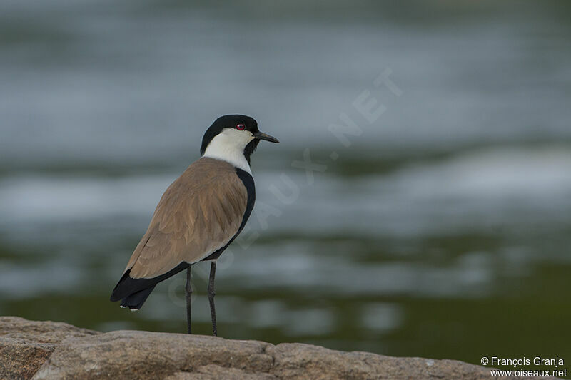 Spur-winged Lapwingadult