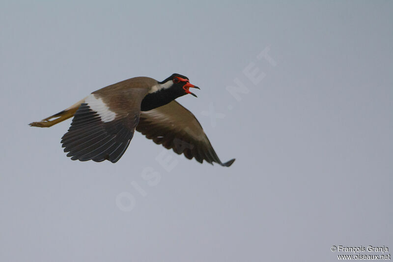 Red-wattled Lapwing