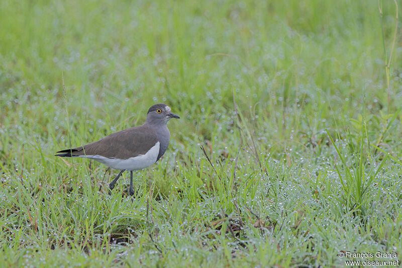 Senegal Lapwingadult