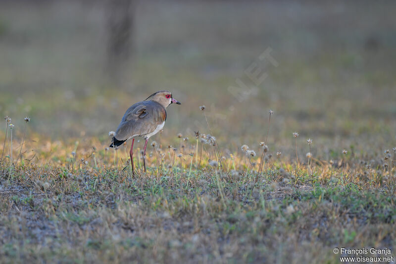 Southern Lapwing